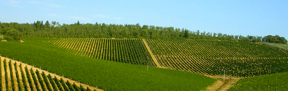 La collina di Montecorboli vicino al borgo medioevale di San Donato in Poggio sulla quale sorge l'Osservatorio circondato dal Parco Botanico e dai vigneti del Chianti